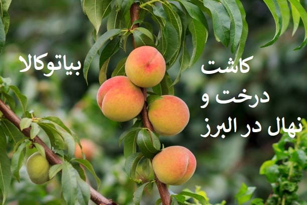 کاشت درخت و نهال در البرز و کرج